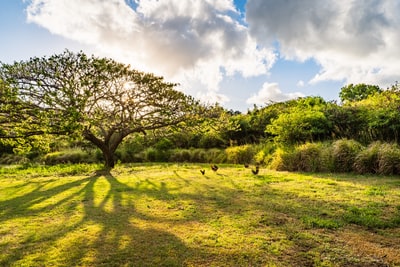 During the day under the blue sky white clouds lush, tree-lined
